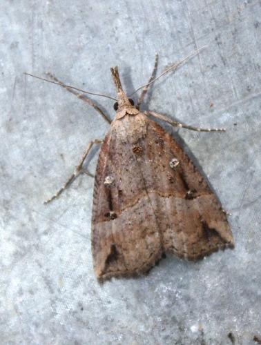 Hypena rostralis